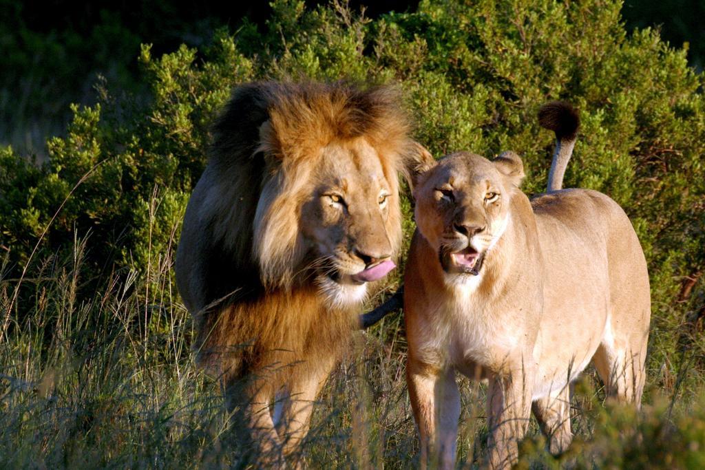 Leeuwenbosch Country House - Amakhala Game Reserve Bagian luar foto