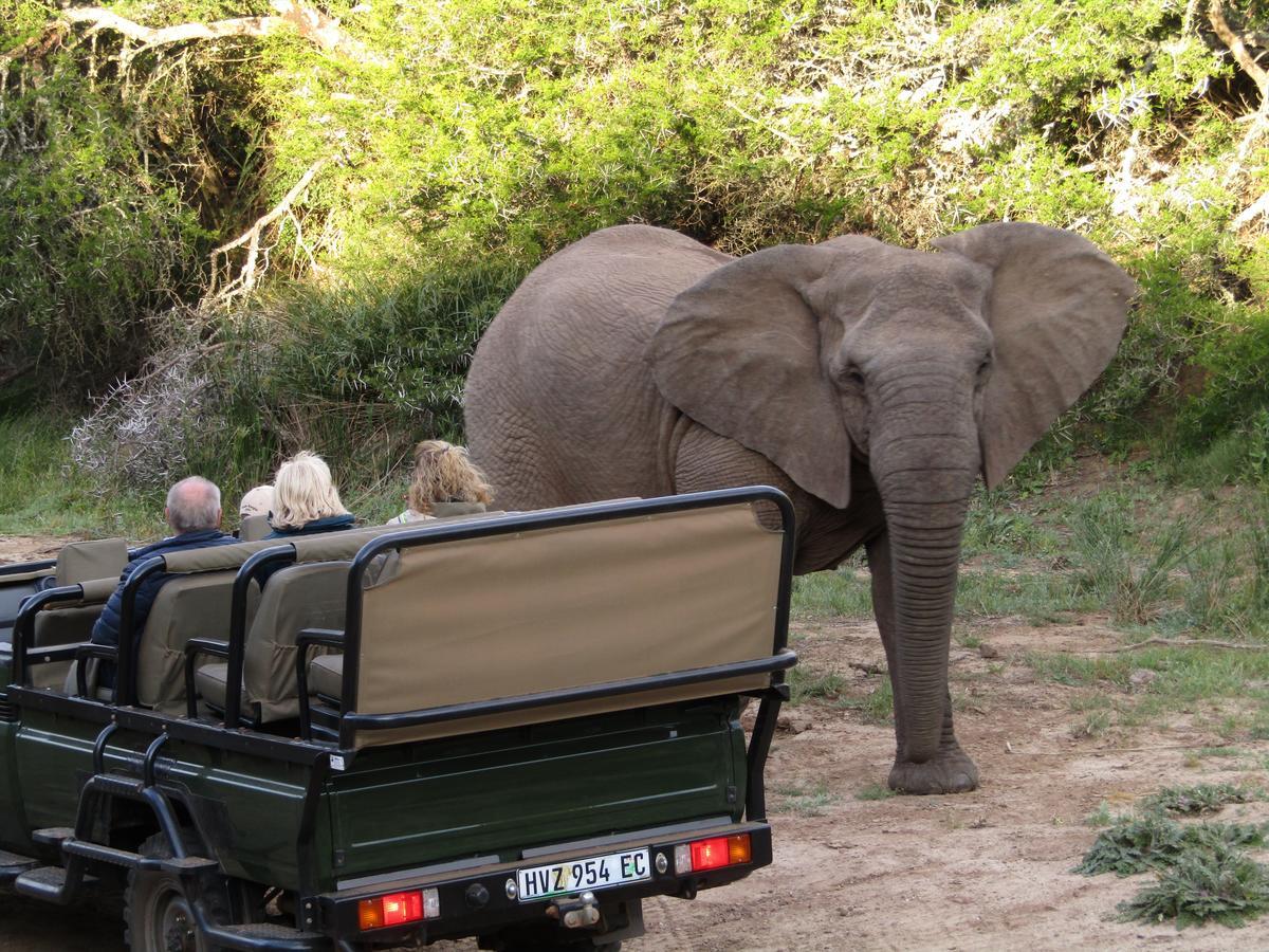 Leeuwenbosch Country House - Amakhala Game Reserve Bagian luar foto
