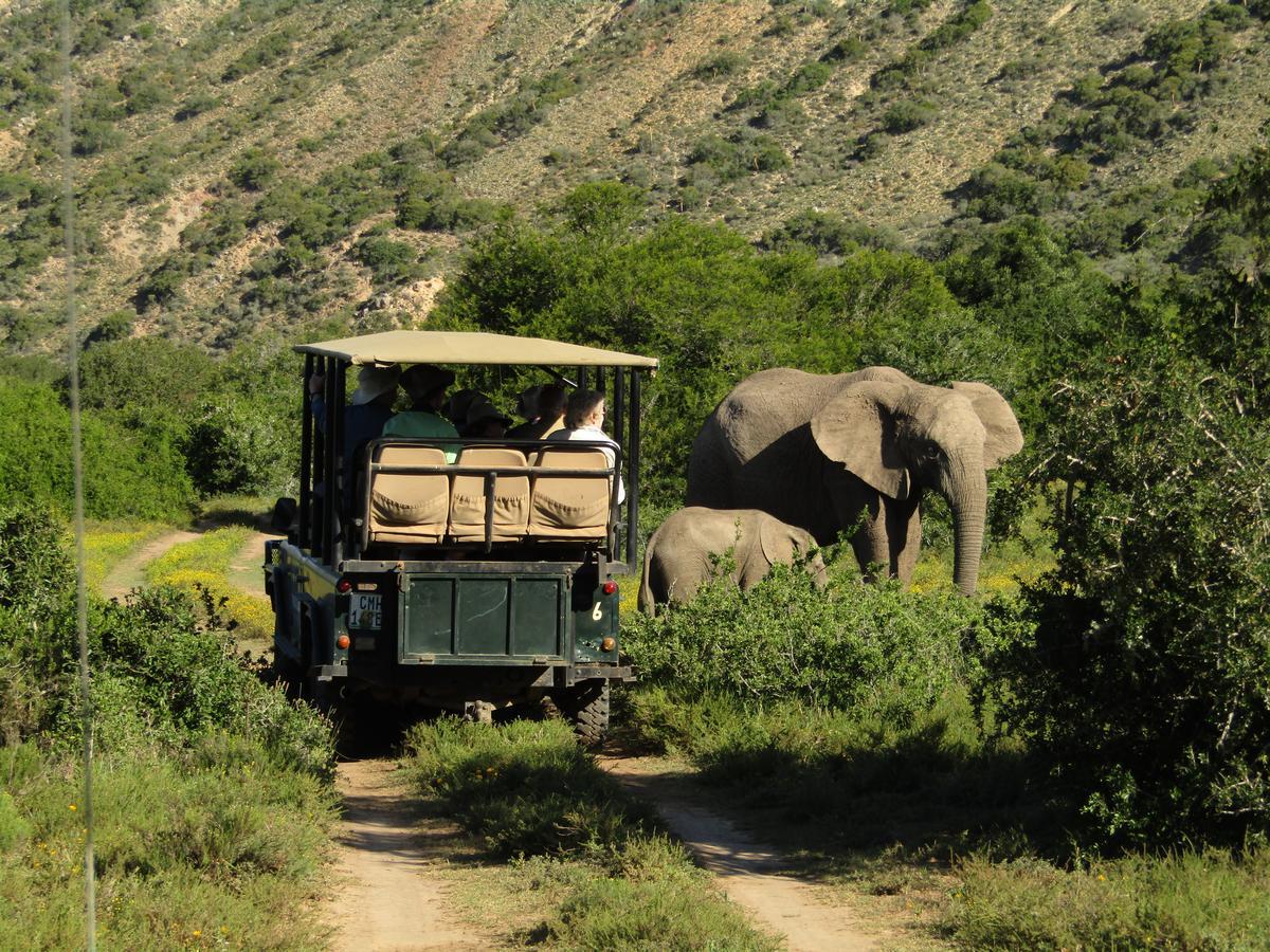 Leeuwenbosch Country House - Amakhala Game Reserve Bagian luar foto