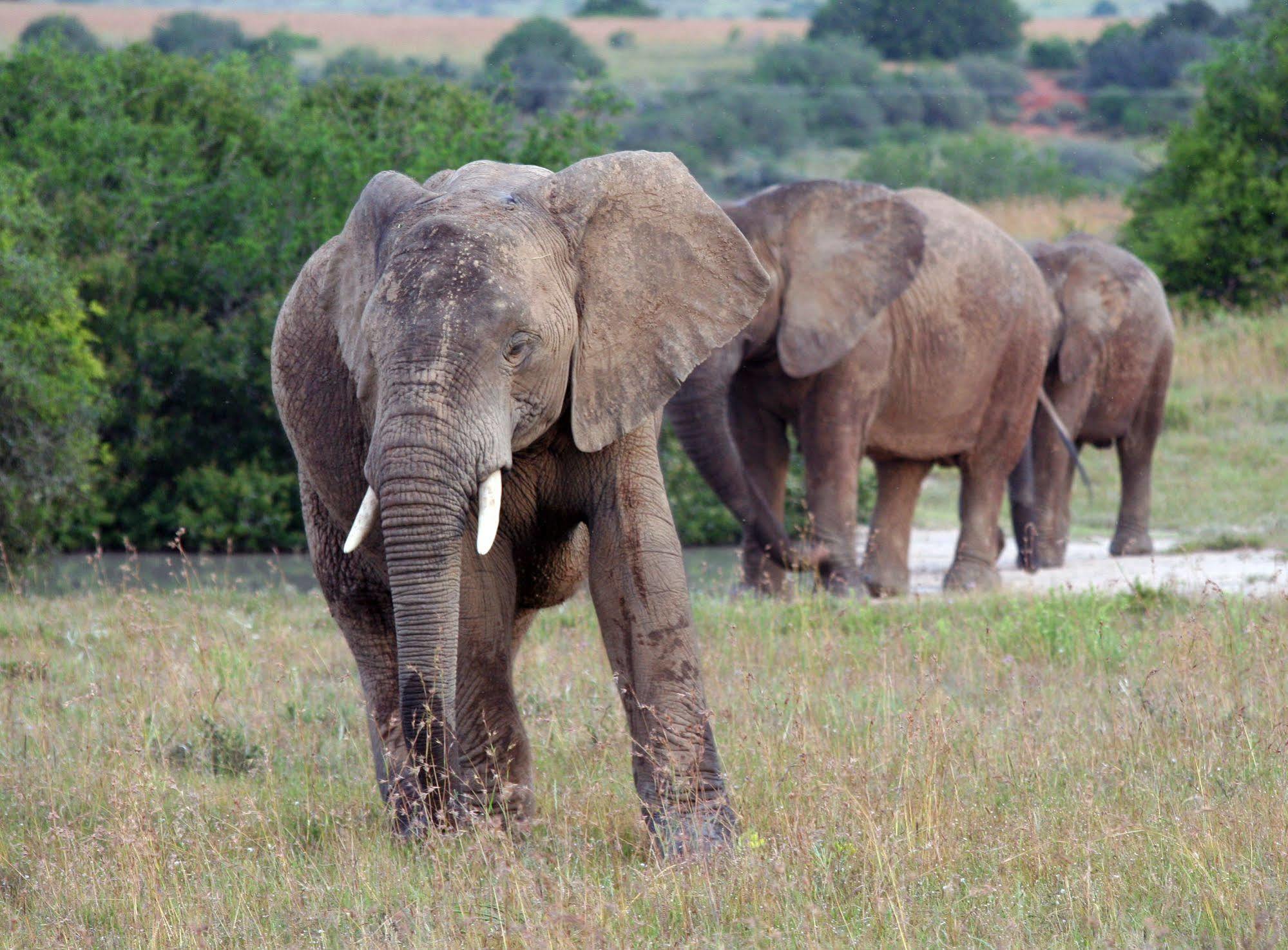 Leeuwenbosch Country House - Amakhala Game Reserve Bagian luar foto
