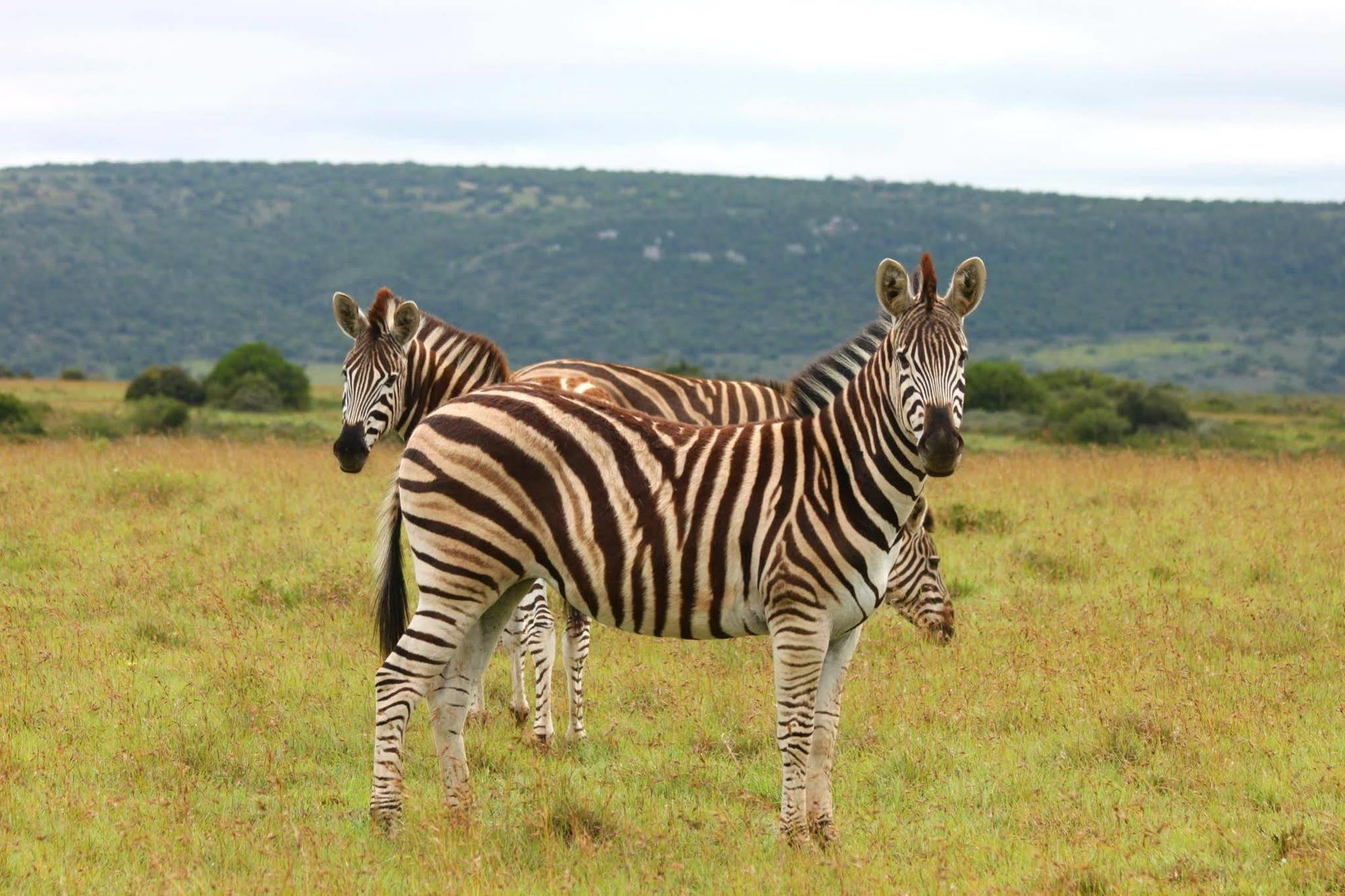 Leeuwenbosch Country House - Amakhala Game Reserve Bagian luar foto