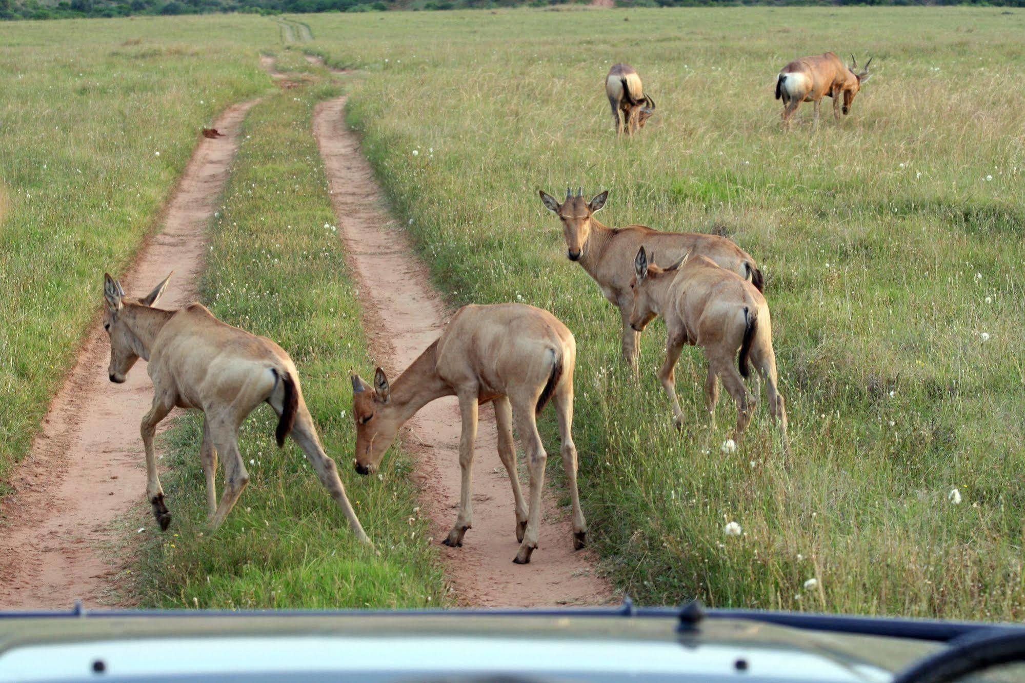 Leeuwenbosch Country House - Amakhala Game Reserve Bagian luar foto
