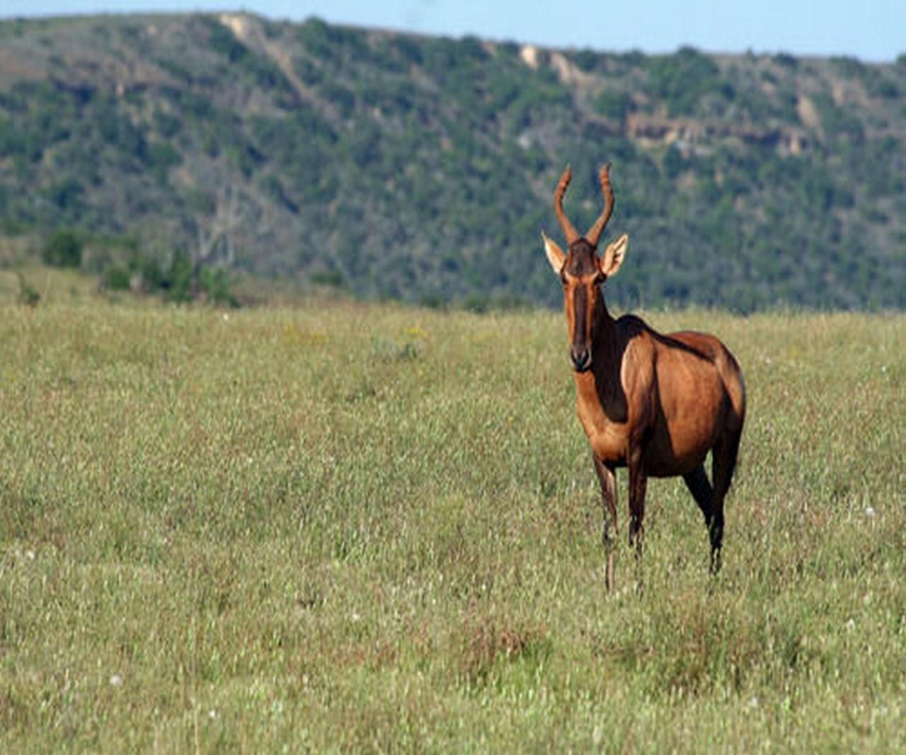 Leeuwenbosch Country House - Amakhala Game Reserve Bagian luar foto