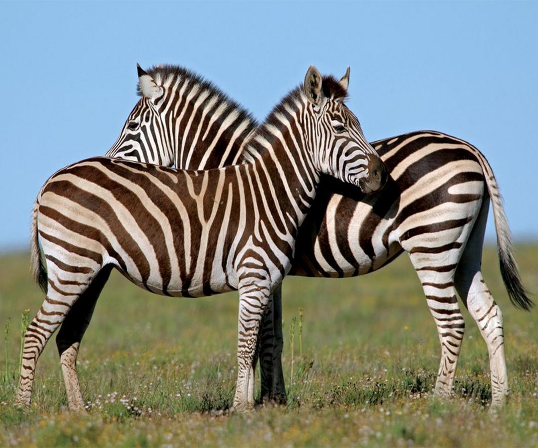 Leeuwenbosch Country House - Amakhala Game Reserve Bagian luar foto